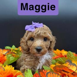Sunday - Purple Collar - Apricot female Goldendoodle puppy in Cape Coral, Florida from Nay Nays Mini Doodles