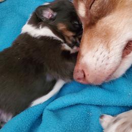Australian Shepherd Puppies from Bur Oak Aussie's