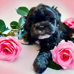 Shihpoo and Shih Tzu Puppies from Lilli’s Shih tzus and Shih poos