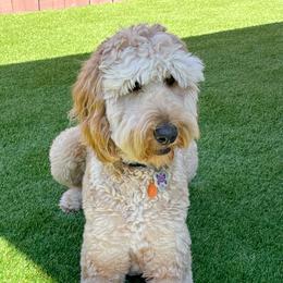 Potential Dam Fiona - Goldendoodle