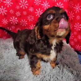 Charlie - Chocolate male Cavalier King Charles Spaniel puppy in Neosho, Missouri from Pups on the Ridge