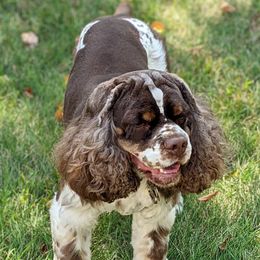 Gunner - Cocker Spaniel