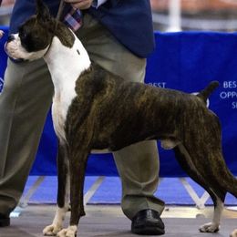 Bentley - Boxer