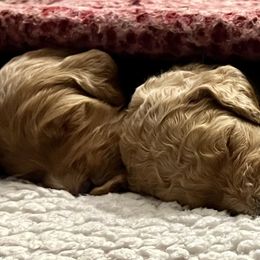 Goldendoodle Puppies from Haylee’s Pups & Paws