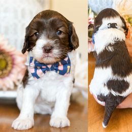 Liberty - Chocolate female Australian Labradoodle puppy in La Plata, Maryland from Welcome Acres Labradoodles