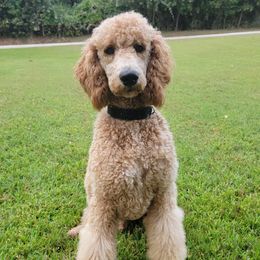 Milo - Poodle
