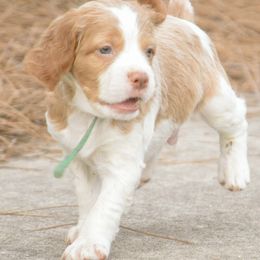 Brittany Puppies from Reas’s Brittany’s of middle Georgia
