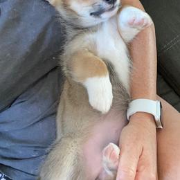 Pembroke Welsh Corgi Puppies from Off Road Ranch Corgis