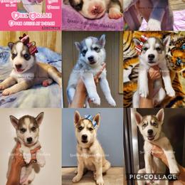 Siberian Husky Puppies from Lunter's Heaven Huskies