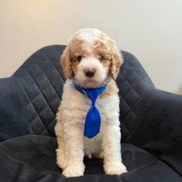 France - Parti male Poodle puppy in New Britain, Connecticut from Poodles of New England