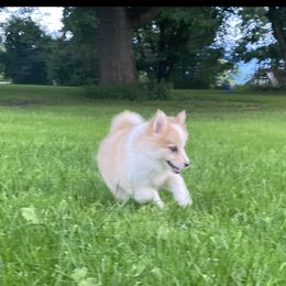 Pomsky Puppies from Rustic Pomskies