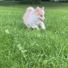 Pomsky Puppies from Rustic Pomskies