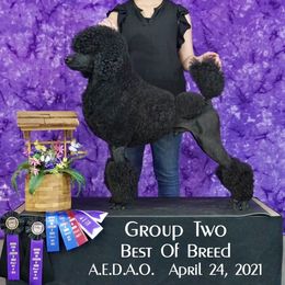 Gilboa - Poodle