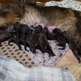 Yellow Collar - Reddish brown female Leonberger puppy in Perry County, Pennsylvania from Corazon de Leon Leonbergers
