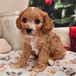 Garrison - Red male Cavapoo puppy in Lebanon, Missouri from Perkins Pups