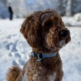 Goldendoodles from Sir Winston the Doodle