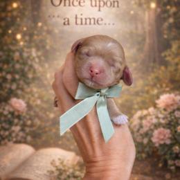 Charming - Golden male Cockapoo puppy in Millville, California from Hope Lane Kennels