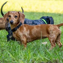 Gracy - Dachshund