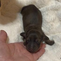 Shaded Cream -- Girl - Cream female Dachshund puppy in Kalama, Washington from Dazzling Doxies
