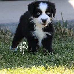 Creek - Black tri male Miniature American Shepherd puppy in Elgin, Oregon from Cross L Miniature American Shepherds
