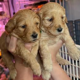 Pink collar - Apricot female Goldendoodle puppy in Indianapolis, Indiana from ZuGolden Retrievers & Doodles