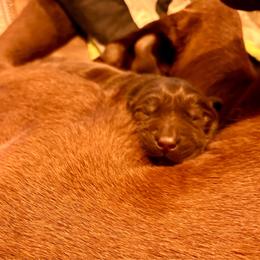 Girl 1 - Chocolate female Labrador Retriever puppy in Davenport, New York from New England Premier English Labradors