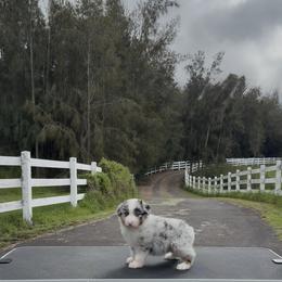 Leon - Blue merle male Miniature American Shepherd puppy in Kamuela On The Big Island, Hawaii from Royal Hawaiian Aussies LLC