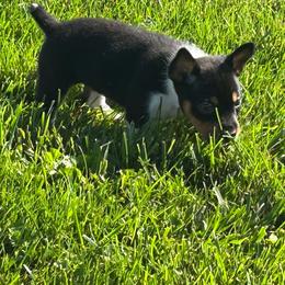 Martha - Black white and tan female Rat Terrier puppy in Canandaguia, New York from Mary ann Whipple's Old Dominion Terriers