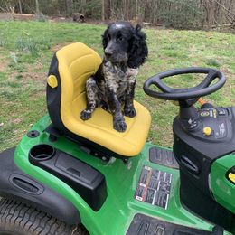 English Springer Spaniel Puppies from Sweet Carolina Springers