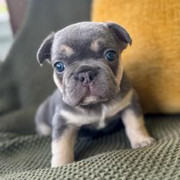 Kat - Tricolors female French Bulldog puppy in Monett, Missouri from Bailey French Bulldogs
