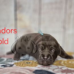 Marv - Chocolate male Labrador Retriever puppy in Rogue River, Oregon from PNW Labradors
