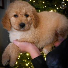 Prancer - White male Bernedoodle puppy in Lookout, California from Remington Kennels, LLC