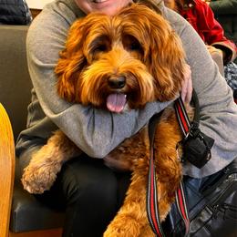 Mikey - Australian Labradoodle