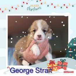 Boy 3 - White and red male Pembroke Welsh Corgi puppy in Athens, Alabama from Southern Sass Corgis