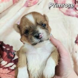 Primrose - Red female Lhasa Apso puppy in Jefferson, New York from Absolute Lhasa Love