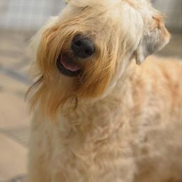 Soft Coated Wheaten Terriers from Dromara Wheaten Terriers