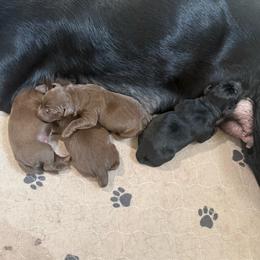 1st pick Chocolate Male - Chocolate male Labrador Retriever puppy in Boise, Idaho from Wings of Freedom Retrievers and Malinois