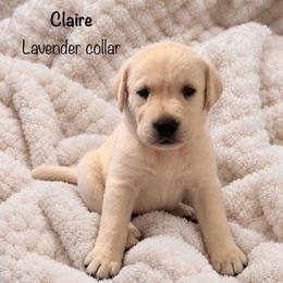 Claire - Yellow female Labrador Retriever puppy in Camp Verde, Arizona from Cecil's Arizona Labradors