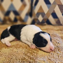 Rue - Black and white female Border Collie puppy in Dewey, Arizona from Fásach Stockdogs