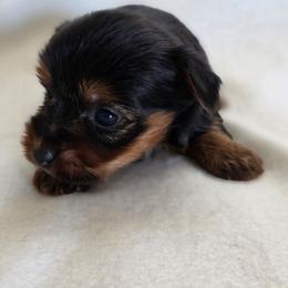 Lilo's Girl 3 - Black and tan female Yorkshire Terrier puppy in Aiken, South Carolina from Sio's Yorkies