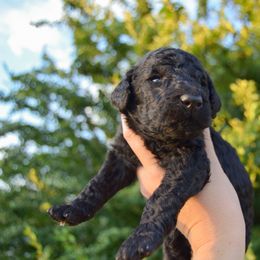 Pick 7 in litter - Black male Poodle puppy in Orem, Utah from First Class Poodles