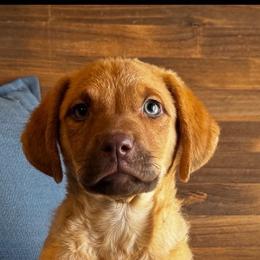 Shotzee - Sedge female Chesapeake Bay Retriever puppy in Ulen, Minnesota from North Wind Gundogs