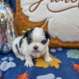 Severus Snape - Green Collar - Black and white male Shih Tzu puppy in Troy, Ohio from Oodles of Doodles