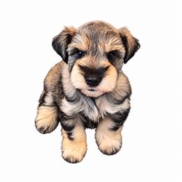 Tugger - Salt and pepper male Miniature Schnauzer puppy in Daisetta, Texas from Winfree’s Schnauzers