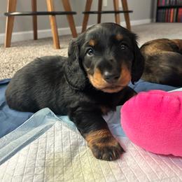 Green - Black and tan male Dachshund puppy in Hemet, California from Rare Treat Dachshunds