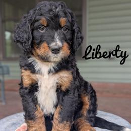 Boy 2 - Tri-color male Bernedoodle puppy in Lancaster, Minnesota from Richardville Hunde