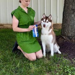 Sunfyre - Siberian Husky