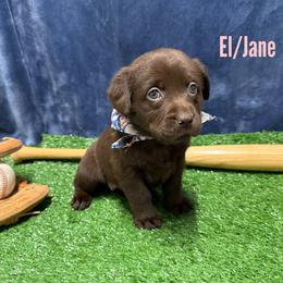 El . Jane - Chocolate female Labrador Retriever puppy in Farmington, Missouri from Granite Creek Kennel