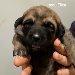 Eliza - Wolfgray female Spanish Mastiff puppy in Prosperity, Pennsylvania from Prosperity Guardians