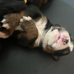 Reserve male puppy - Black rust and white male Bernese Mountain Dog puppy in Oakley, Idaho from Purple Sage Puppies Bernese Mountain Dogs